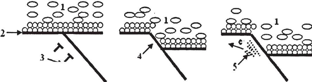 再鈍化過(guò)程的循環(huán)往復(fù)。如圖1.3 所示